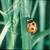 New York's Official Insect Is A Ladybug, And It's Not Extinct!